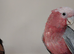 Galah parrot for sale