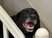 Gentle 7‑Year‑Old Spaniel/Retriever Cross Looking for a Loving Home