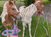 10.1 3 year old gelding