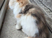 Long hair kitten