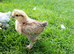 Silkie hybrid and Pekin Bantam chicks