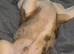 North Yorkshire Based DWKC Registered English Bulldog Stud - Proven Sire