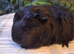 Black Swiss & Buff Cali Baby Boy Guinea Pigs
