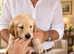 Beautiful RKC registered golden retrievers