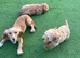 1 beautiful apricot f1 cockapoo boy available