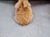 Last mini lop boy available for reserve