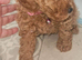 Licensed breeder, kennel club tiny red toy poodles