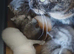 Bsh X Scotish straight kitten- boy. Microchipped.