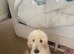 Kc reg health tested standard male