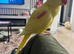 STUNNING LUTINO ALEXANDRINE FEMALE PARROT FOR SALE
