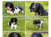 English springer spaniel puppy (male)