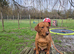 Fox Red Labrador for Stud