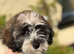 Exquisite litter of Havanese Puppies