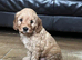 F1b cavapoo puppies
