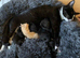 Two male kittens looking for there forever home