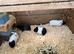 8wk old baby female guinea pigs