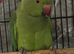 Indian ring neck