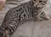 3 Persian x Kittens