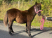 Registered standard Shetland