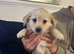 4 adorable puppies for sale