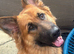 1yr old German shepherd girl