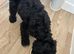 13 week old cockapoo