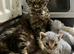Devon Rex Pedigree GCCF Registered Active in Leeds