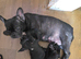 Beautiful French bulldog
