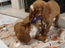 Pupies Cavalier King Charles Spaniel Ready for home!