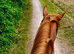 Warm blood mare