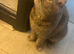 Purebreed 5 Year Female - Lily