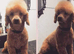 Absuluitly stunning Cockapoo puppies 8and a half weeks old redy for there forever homes