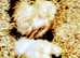 RARE CITRON SILKIE CHICKS AVAILABLE