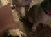 Puppy for sale - Pugsley