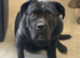 Cane corso cross presa canerio