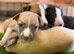 Wonderful Whippet litter