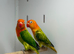 Love birds