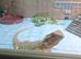 Baby bearded dragons for sale
