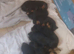 Yorkshire terrier puppies