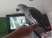 Tamed and talking Female with papers