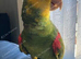 Double Yellow Headed Amazon Parrot Only 4 Years old !!LOWEST PRICED AMAZON ON FREEADS!! Lancashire