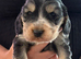 Show Cocker Spaniel Puppies