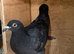 Black coloured racer pigeon 2026 RPRA ring