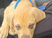 Dogue de bordeaux mix