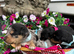 4 beautiful boys looking for a place to call home!