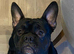 French cross English bulldog