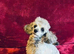 Extensively Health Tested kc toy poodle puppies