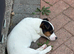 Future Jack Russell stud dog