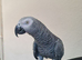 African Grey Tamed & Talking
