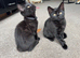 British shorthair kittens